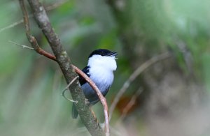 White-bearded Manakin