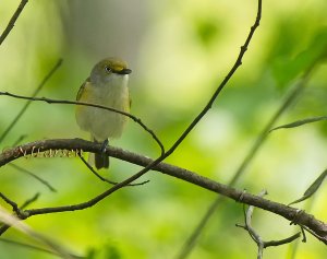 White-eyed Vireo