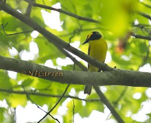 Hooded Warbler