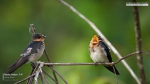 Pacific Swallows, Borneo