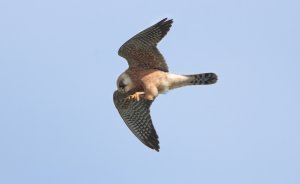 Red-footed falcon