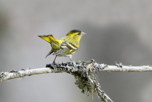 Siskin