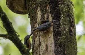Nuthatch food sharing at the nest hole