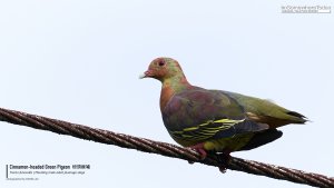 Cinnamon-headed Green Pigeon Male, Borneo