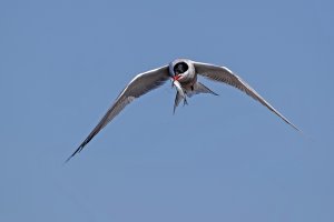 Common Tern with fish