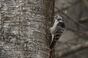 Lesser Spotted Woodpecker