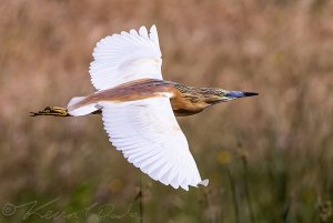 Squacco Heron