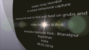 Indian Grey Hornbill : behavior : Amazing Wildlife of India by Renu Tewari and Alok Tewari