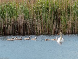 swans family 1.jpg