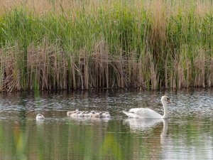 swans family 3.jpg