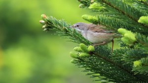 whitethroat (male)