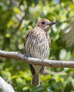 Australasian Figbird (f)