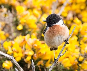 A male Stonechat with gorse flowers in the background.
