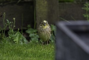 Yellowhammer Drookit (soaking wet)