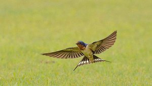 Barn Swallow