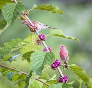 Male & Female House Finches