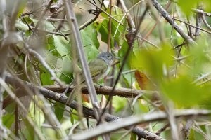 Lowland Tiny Greenbul