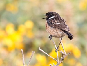 Another Stonechat!
