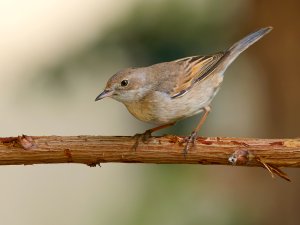 Whitethroat