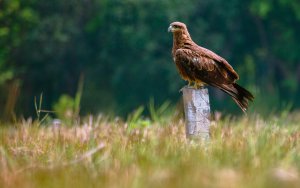 A Black Kite Perched on a Pillar In a crop field.