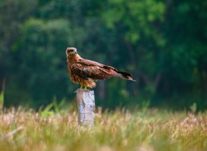 A Black Kite Perched on a Pillar In a crop field.