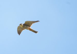 Eurasian Hobby