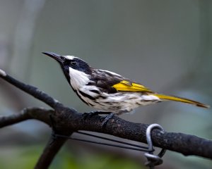 White-cheeked Honeyeater