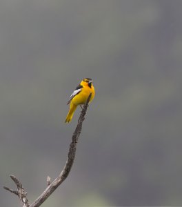 Bullock's Oriole.jpg