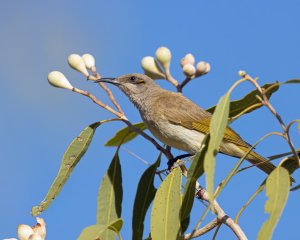 Brown Honeyeater