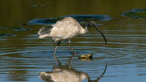 Australian White Ibis