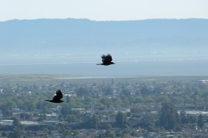 Common Ravens above San Leandro/San Francisco Bay