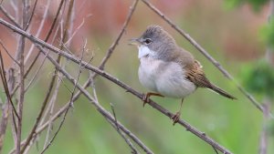 whitethroat