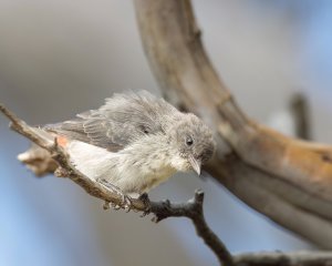 Mistletoebird (f)