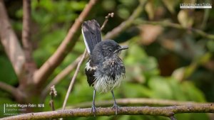 Oriental Magpie-Robin Juvenile, Borneo