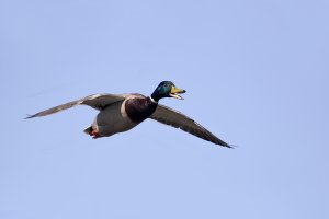 Mallard drake