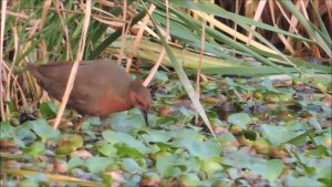 Lakescape-898 : Lost Wetland : Amazing Wildlife of India by Renu Tewari and Alok Tewari