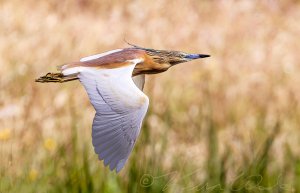 Squacco Heron