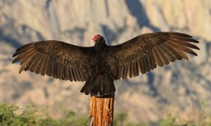 Turkey Vulture