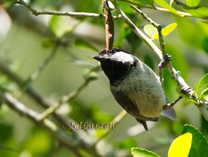 Carolina Chickadee