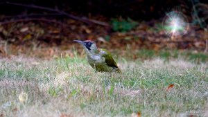 Green Woodpecker's Tongue in Slow Motion - Twixtor - 4K UHD