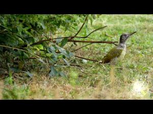 Green Woodpecker, Juvenile, Female,  Walthamstow Waterworks Nature Reserve, London, UK, 05th Sept 2022