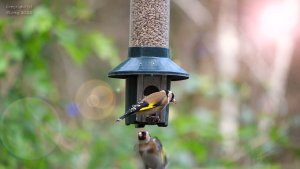 Goldfinch Squabble - Aerial Squabble of Goldfinches in Slow Motion