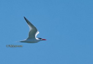 Caspian Tern