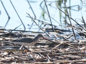 Spotted Sandpiper