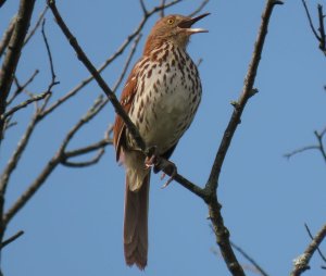 Brown thrasher