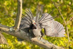 Yellow-crested night heron