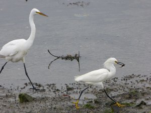 Great Egret persuades Snowy Egret