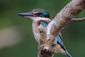 Sacred Kingfisher 3