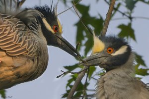 Yellow-crested night herons