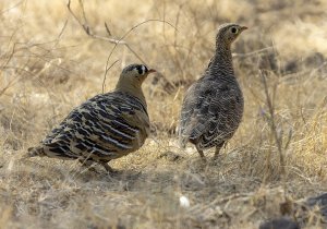 Painted Sandgrouse